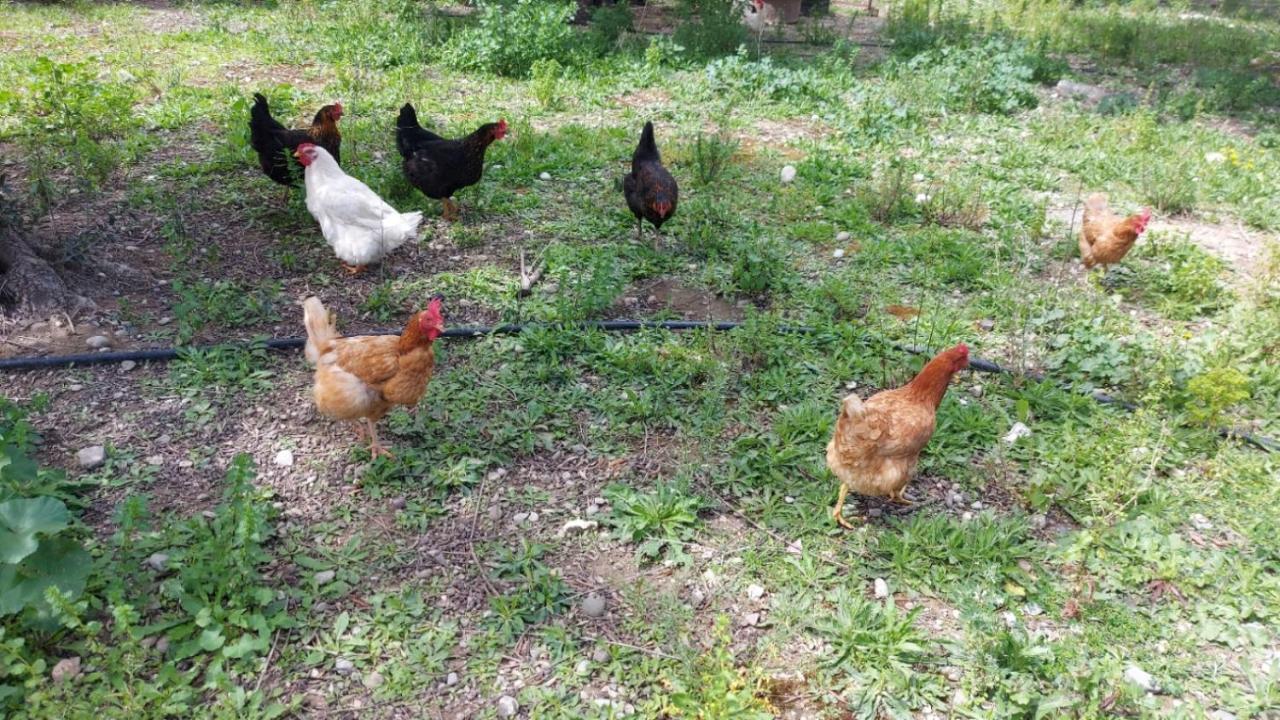 Agritourism Cottage Near Sitia Esterno foto