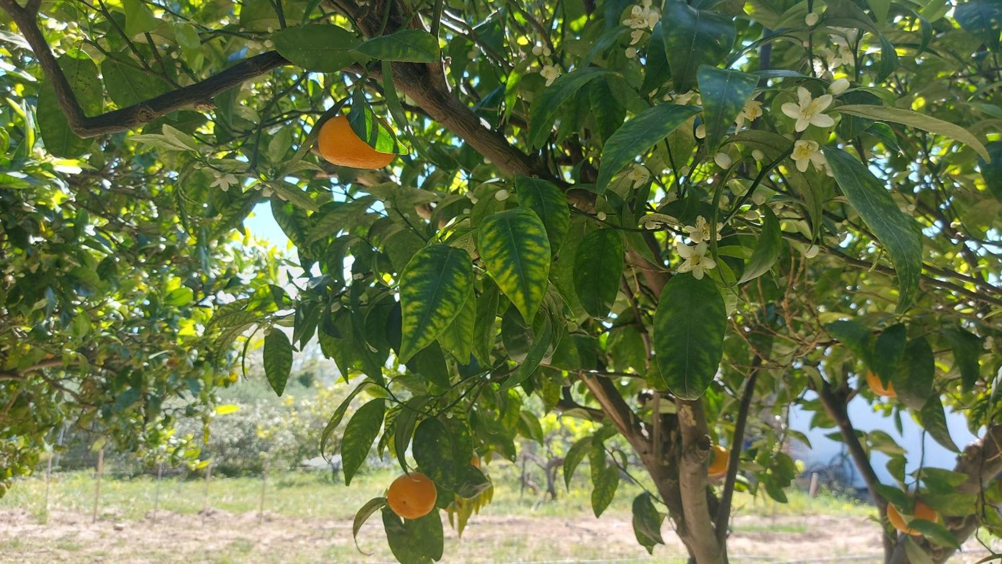 Agritourism Cottage Near Sitia Esterno foto