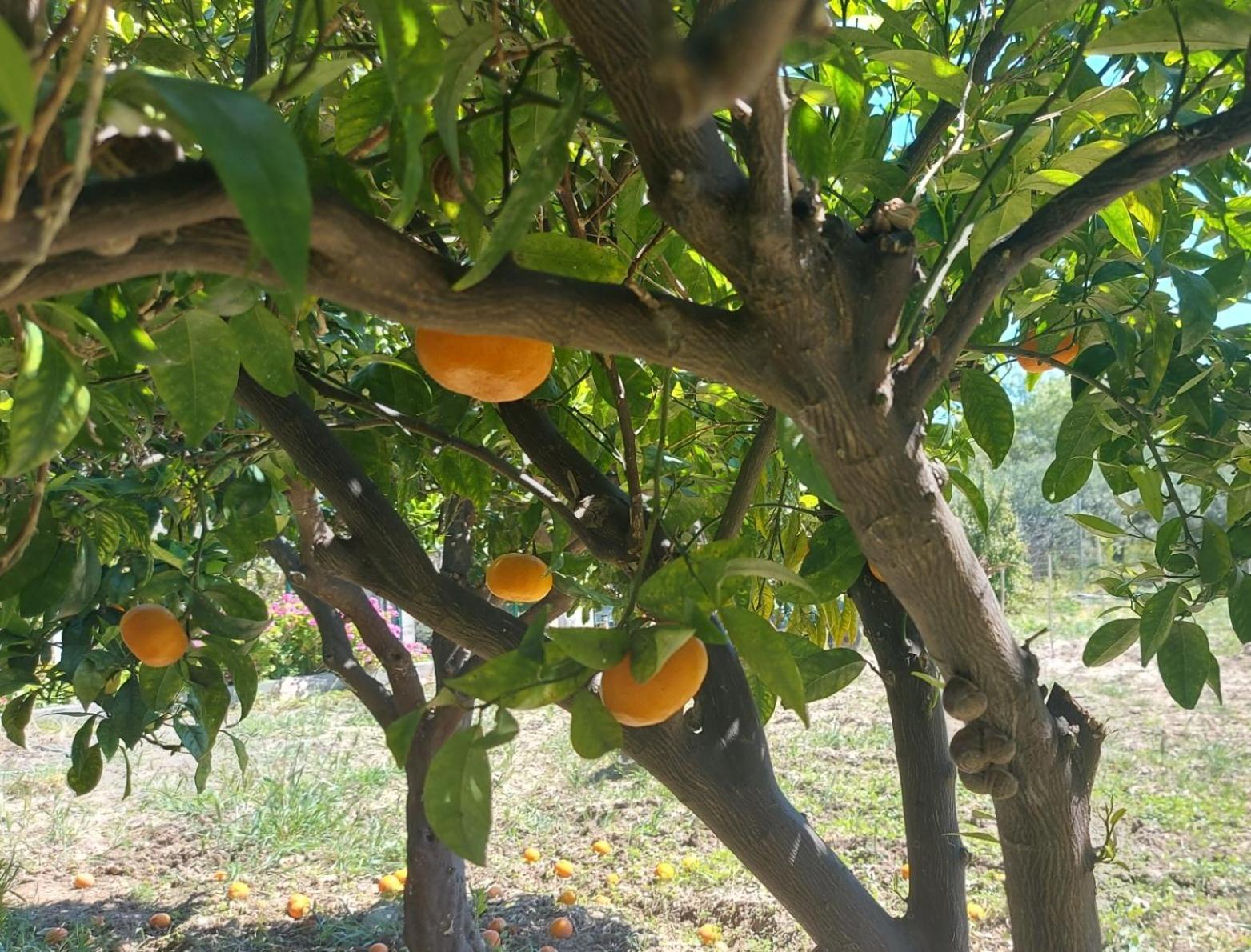 Agritourism Cottage Near Sitia Esterno foto